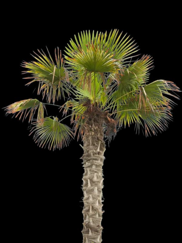 Palme